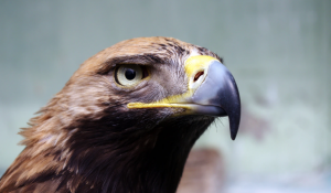 Crowdfunding Launched to Pay Eagles’ Roaming Bill